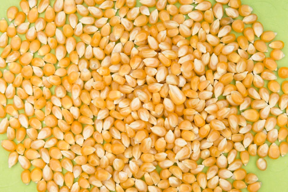 close up macro shot of bioplastic pellets next to corn sugarcane and cassava illustrating bio based feedstocks